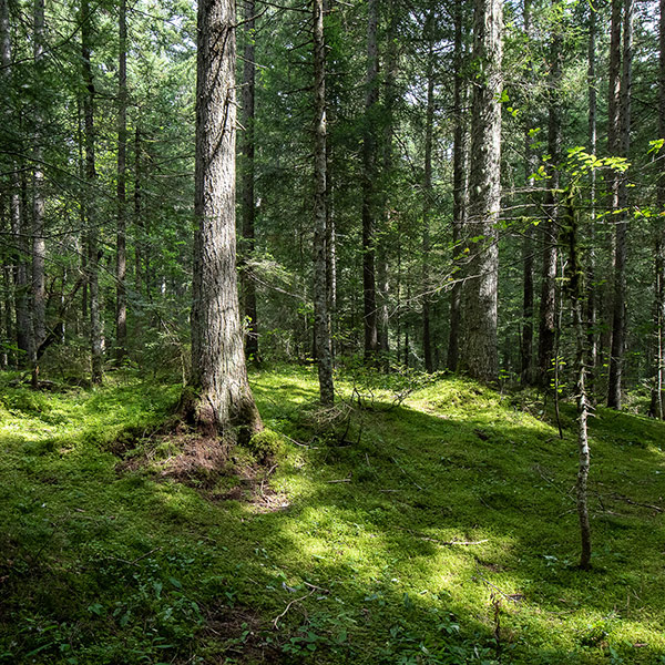 Groupement forestier des Agittes